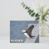 Horned Puffin in Alaska Postkarte (Stehend Vorderseite)