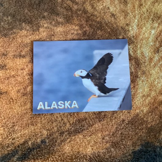 Horned Puffin in Alaska Postkarte