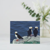 Horned Puffin Trio Postkarte (Stehend Vorderseite)