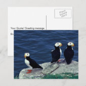 Horned Puffin Trio Postkarte (Vorne/Hinten)