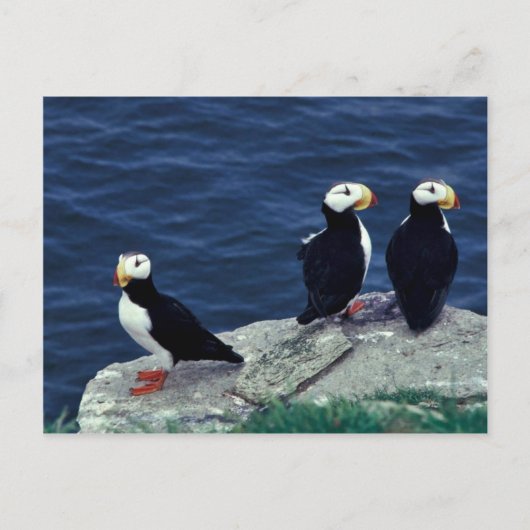 Horned Puffin Trio Postkarte (Vorderseite)