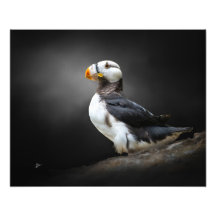 Horned Puffin-Wildlife-Porträt auf Schwarz