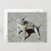 Horned Toad Postkarte (Vorne/Hinten)