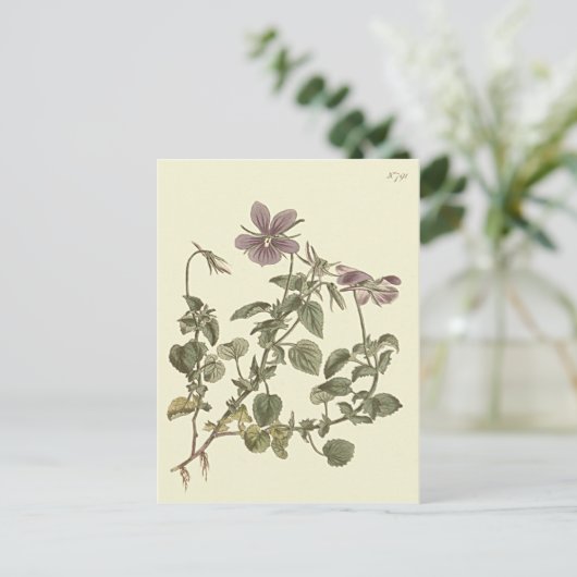 Horned Violet Botanical Illustration Postkarte (Stehend Vorderseite)