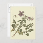 Horned Violet Botanical Illustration Postkarte (Vorne/Hinten)