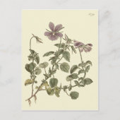 Horned Violet Botanical Illustration Postkarte (Vorderseite)