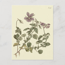 Horned Violet Botanical Illustration Postkarte
