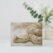Horned Viper Postcard Postkarte (Stehend Vorderseite)