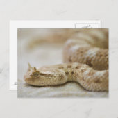 Horned Viper Postcard Postkarte (Vorne/Hinten)