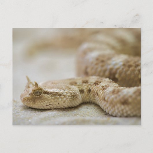 Horned Viper Postcard Postkarte (Vorderseite)