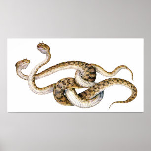 Horned Vipers Poster