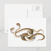 Horned Vipers Postkarte (Vorne/Hinten)
