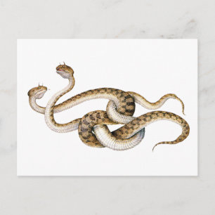 Horned Vipers Postkarte
