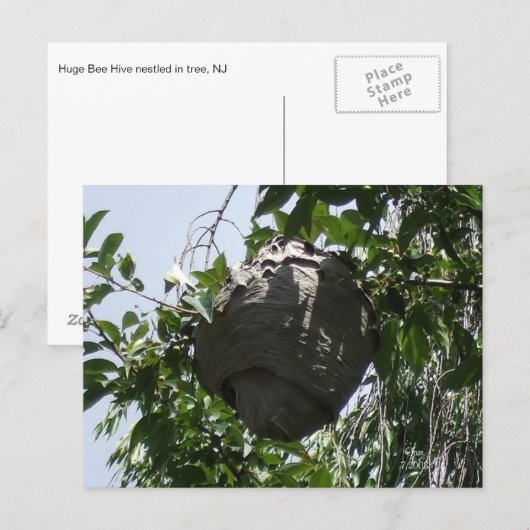 Hornet Bee Hive nestled in Tree Postkarte (Vorne/Hinten)