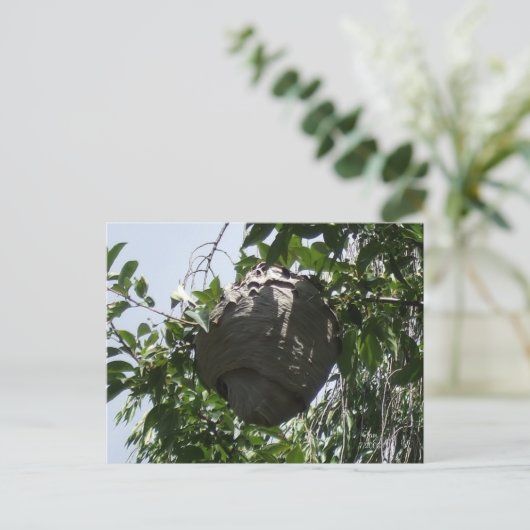 Hornet Bee Hive nestled in Tree Postkarte (Stehend Vorderseite)