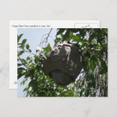 Hornet Bee Hive nestled in Tree Postkarte (Vorne/Hinten)