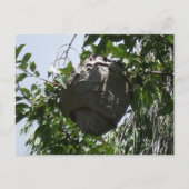 Hornet Bee Hive nestled in Tree Postkarte (Vorderseite)