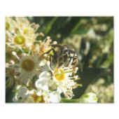 Hornet-Druck mit Bald Fotodruck (Vorne)