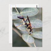 Hornet Foto Postkarte (Vorne/Hinten)