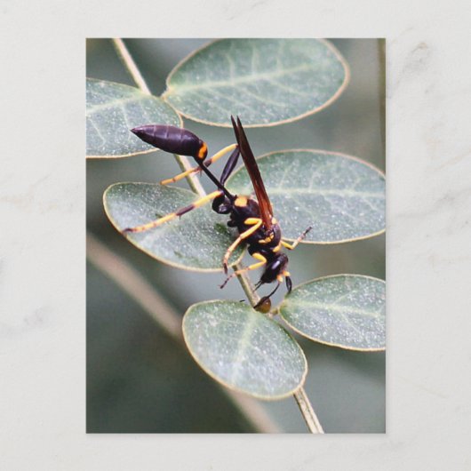 Hornet Foto Postkarte (Vorderseite)