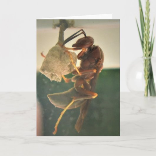 Hornet, Karte (Vorderseite)