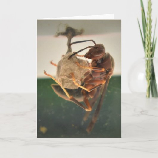 Hornet, Karte (Vorderseite)