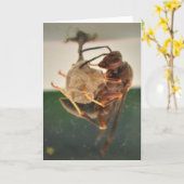 Hornet, Karte (Gelbe Blume)