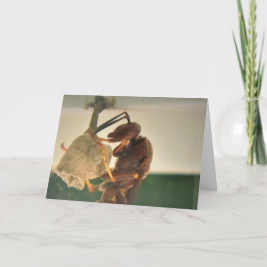 Hornet, Karte (Vorderseite)