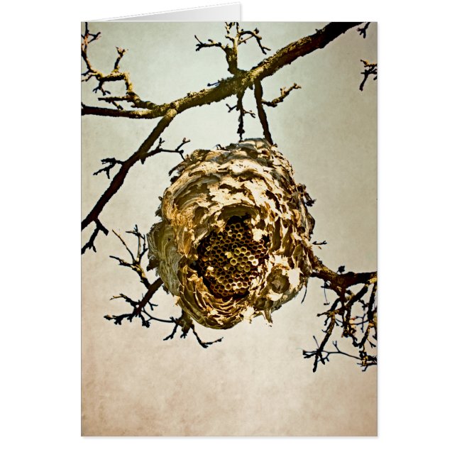 Hornet-Nest (Vorne)