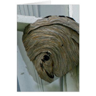 Hornets Nest