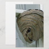Hornets Nest Briefpapier (Vorne/Hinten)