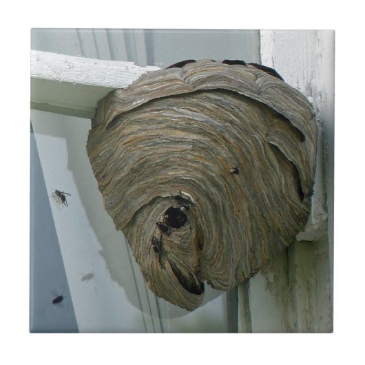 Hornets Nest Fliese (Vorderseite)