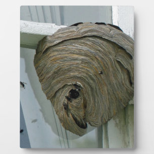 Hornets Nest Fotoplatte