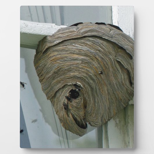 Hornets Nest Fotoplatte (Vorderseite)