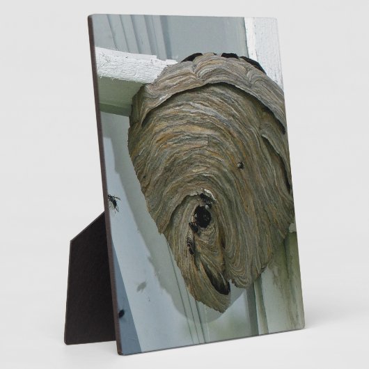 Hornets Nest Fotoplatte (Seite)