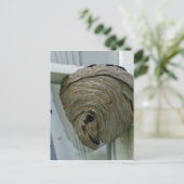 Hornets Nest Postkarte (Stehend Vorderseite)