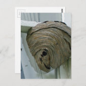 Hornets Nest Postkarte (Vorne/Hinten)