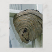 Hornets Nest Postkarte (Vorderseite)