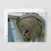 Hornets Nest Postkarte (Vorne/Hinten)