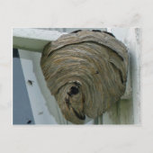 Hornets Nest Postkarte (Vorderseite)