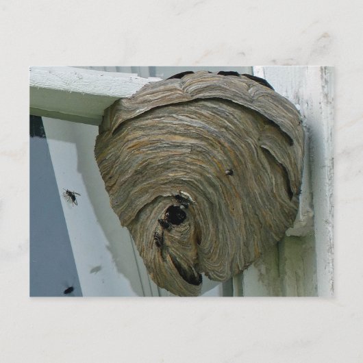 Hornets Nest Postkarte (Vorderseite)