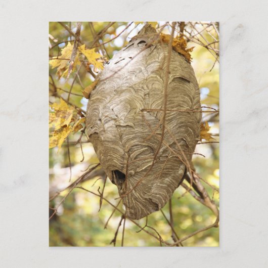 Hornets Nest Postkarte (Vorderseite)