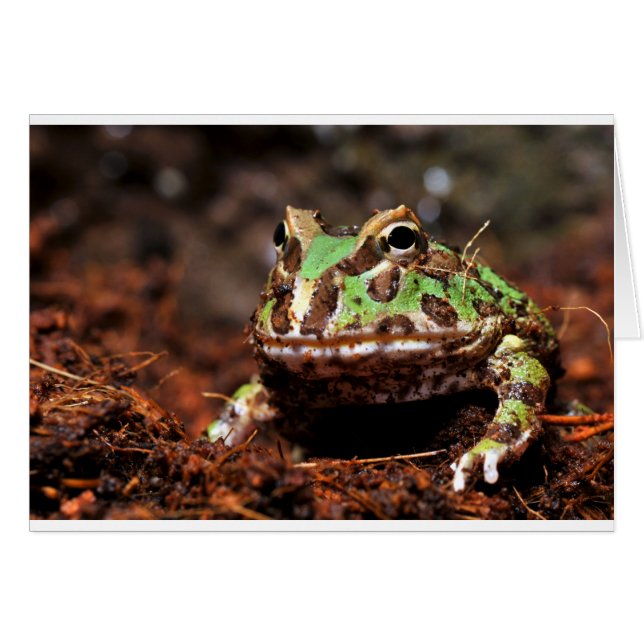 Hornfrosch (Vorderseite (Horizontal))