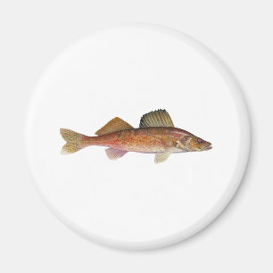 Hornhautflecke Magnet