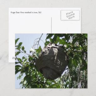 Hornissenbienenstock in Baum eingebettet Postkarte