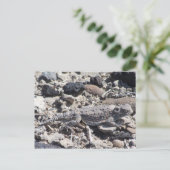 Hornkröte Postkarte (Stehend Vorderseite)