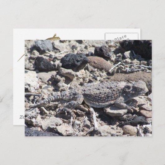 Hornkröte Postkarte (Vorne/Hinten)