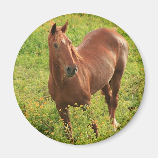 Hornmagnet Magnet (Vorne)