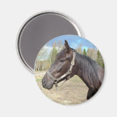 Hornmagnet Magnet (Vorderseite/Rückseite)