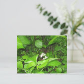 Horn's Ferry, Postkarte (Stehend Vorderseite)